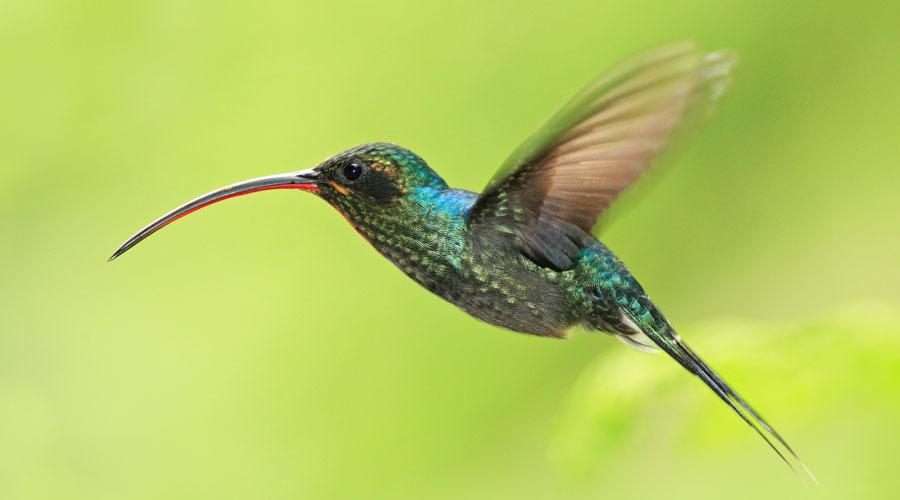 Where the Wild Things Are: The Abundant Wildlife of Costa Rica